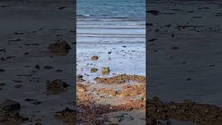 #SEASummer - Ocean Bird