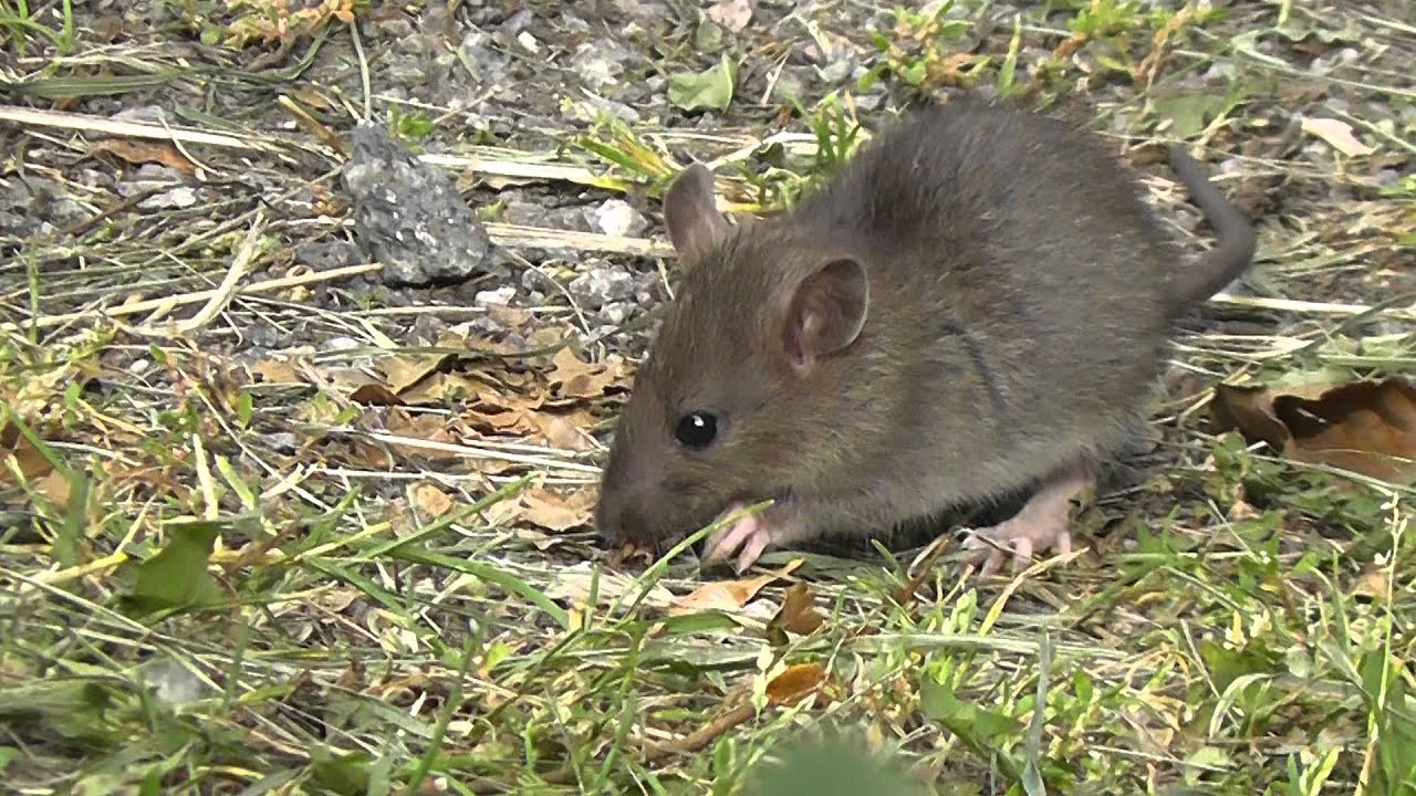 Råtta (01570) - YouTube