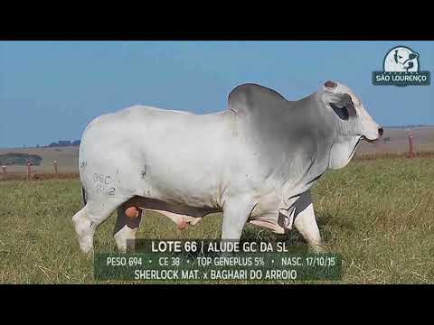 LOTE 66