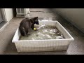 @リュウスケッチ タヌキのモユク