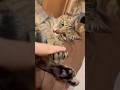 警備隊長だけど甘えっ子🐾　　　#保護猫 #ねこ #ネコ #猫のいる暮らし #vlog #田舎暮らし #移住 #癒し #北海道 #shorts