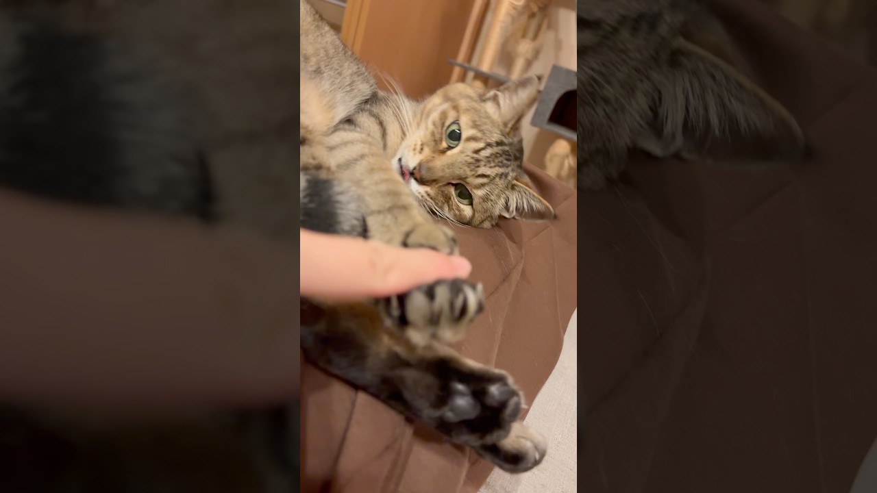 警備隊長だけど甘えっ子🐾　　　#保護猫 #ねこ #ネコ #猫のいる暮らし #vlog #田舎暮らし #移住 #癒し #北海道 #shorts