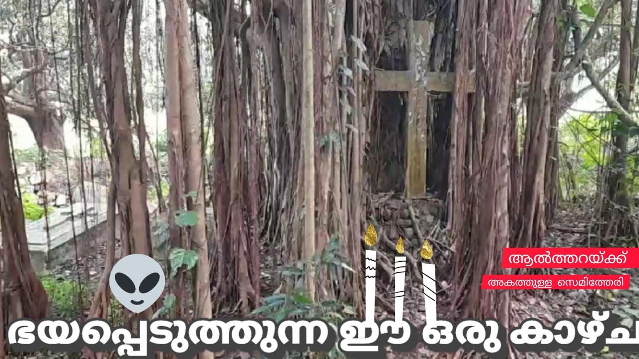 മരത്തിനുള്ളിൽ ഒളിഞ്ഞുകിടക്കുന്ന കല്ലറകൾ