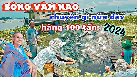 Người dân kéo nhau ra Sông Vàm Nao xem đàn cá hàng 100 tấn thật kỳ lạ