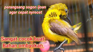 Pancingan sogon khusus bahan ijoan agar cepat nyerecet.