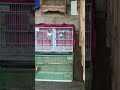 Jalak Hongkong Sepasang Kios Mas Arief ( 081282463568 ) Pasar burung pramuka