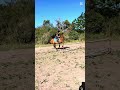 I had so much fun today with starlight #equestrian #equestrianjourney #showjumping #horse #today