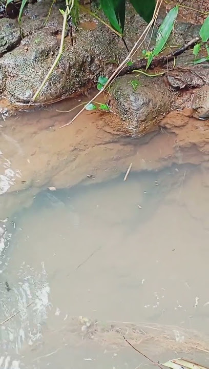 eel hunting adventure #fyp #funny #shortvideo #ujanganom