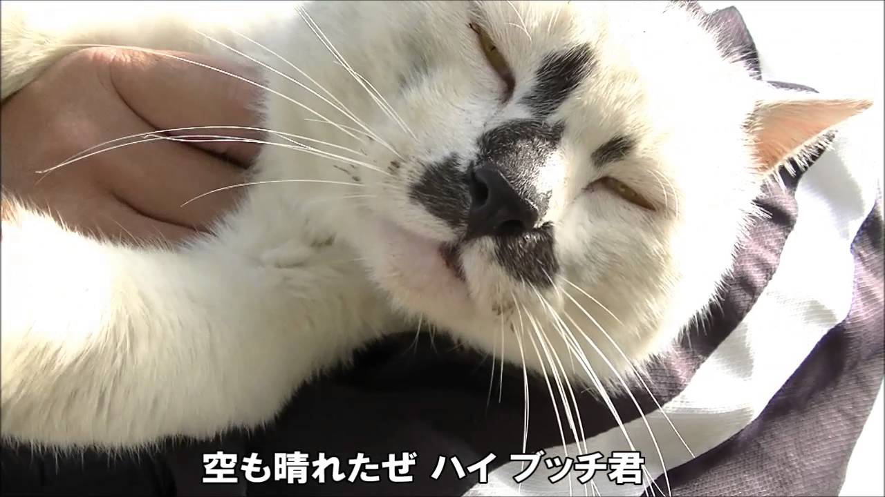 ブッチ君音頭 河原の野良猫 面白い顔したブチネコ Funniest Cat Name Tis Is Butch Kun Youtube