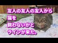 ♯31【猫のほのぼのする話】友人の友人の友人から猫を飼わないかとラインが来た。