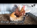 Primer video de este 2020 kikirikis criadero oriòn