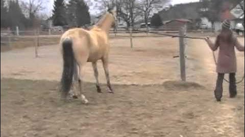 How to lead a herd bound horse away from the herd - B&F Horsemanship