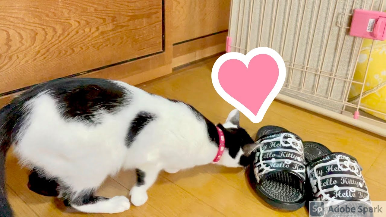 猫動画】アップルウォッチで猫の脈拍を測定してみた【iPhone12Proで 