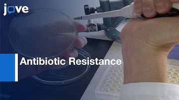 Antibiotic Resistance Evolution by Multicopy Plasmids | Protocol Preview