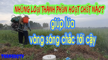 Phun thuốc gì để giúp lúa vô gạo chắc tới cậy/thanhdotv/Paddy field