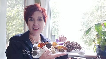 Tinkering Activities