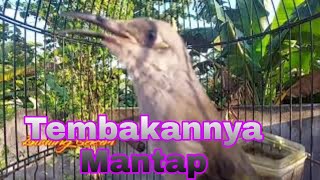 Cucak Kombo Lombok Gacor Nembak Cocok Untuk Masteran Burung Lomba Agar Masuk Isian Tembakan