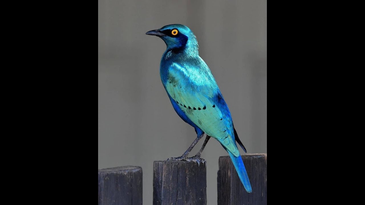 Say Nothing ft. MAY-A - Flume (LOZT Remix)