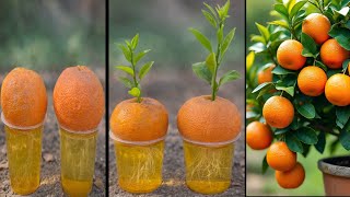 Growing Orange Plant From Orange Fruit Using Turmeric For Fast Roots Amazing Result