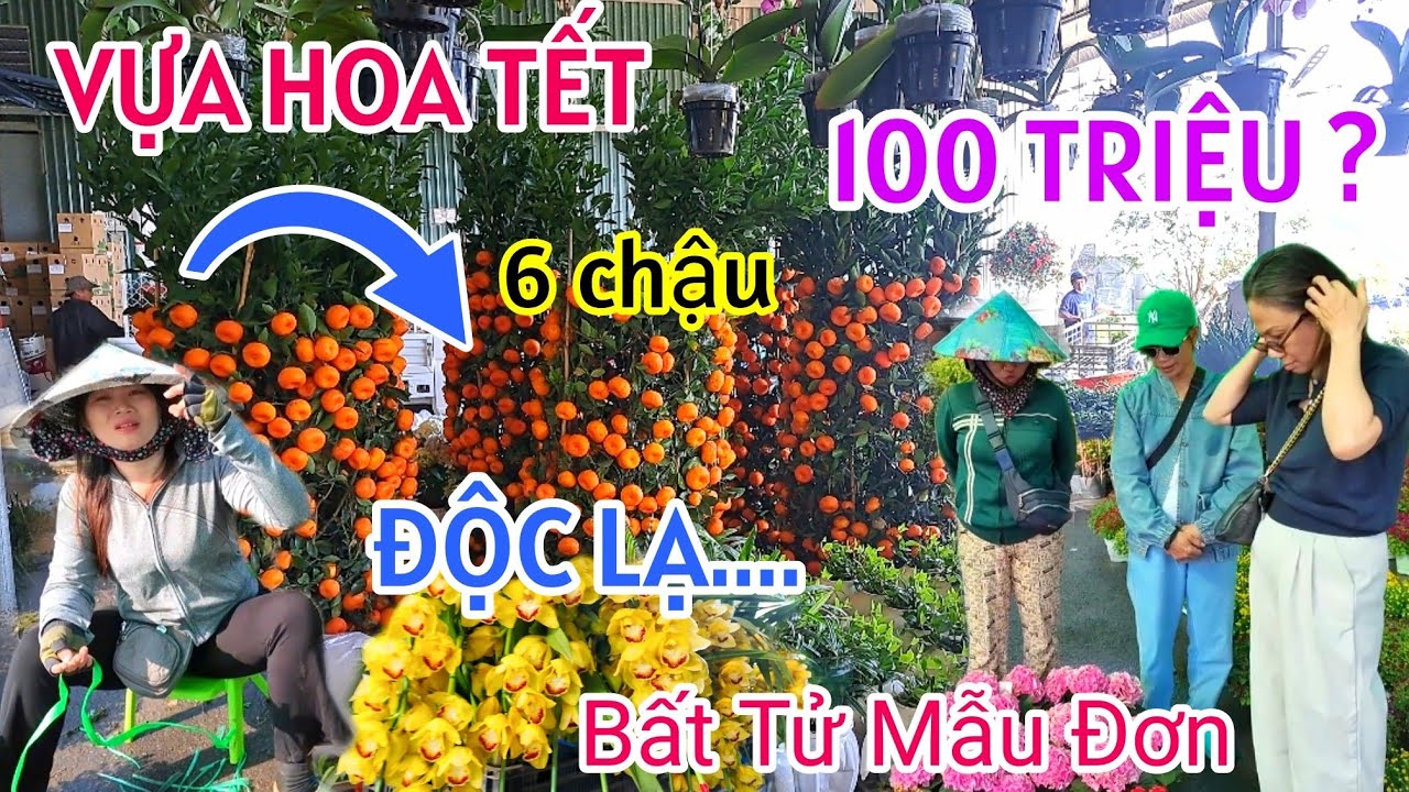 TẤP NẬP CHỢ HOA TẾT SA ĐÉC 2026 XUẤT HIỆN NHIỀU HOA KỲ LẠ GIÁ RẺ BÙNG NỔ 6 CHẬU QUÝT KHỦNG 100 TRIỆU