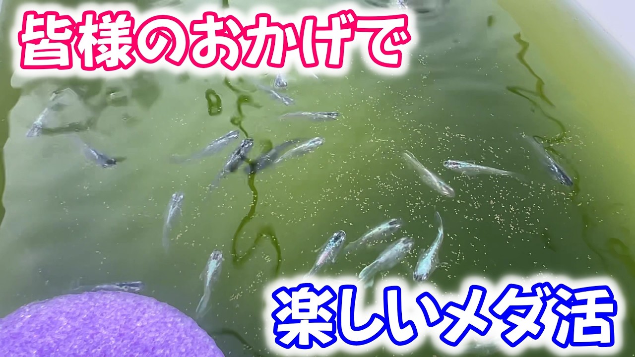 【めだか】こんなに嬉しい事は無い・・・。Ｂ型おやじ　2026年　2月　23日　投稿