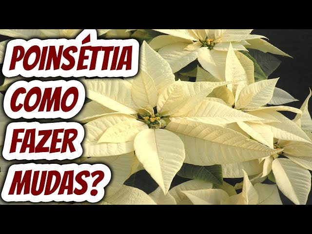 Aprenda fazer muda de poinsettia cor creme com galho para plantar em casa!  Linda planta poinséttia - thptnganamst.edu.vn