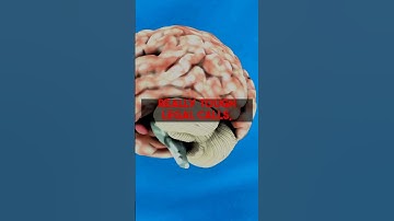 Evaluating AI for Enhanced Patent Analysis