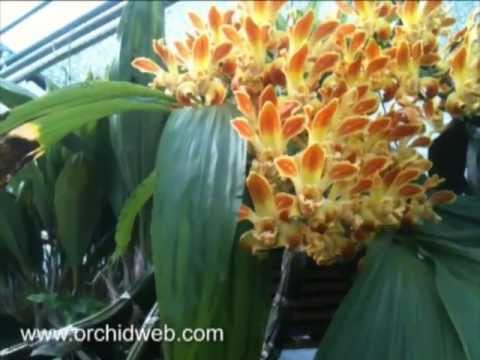 OrchidWeb - Chysis aurea - thptnganamst.edu.vn