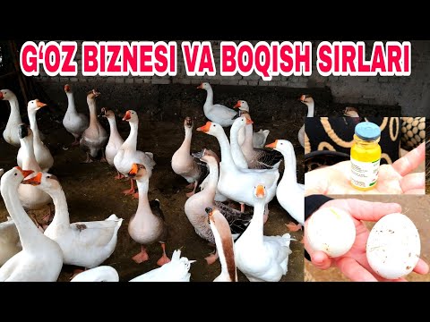 Video: Tuxumchi tovuqlarning zotlari: fotosuratlar, ismlar va tavsiflar