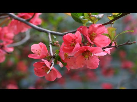 Flowering Quince (Chaenomeles) Growing Guide & 1 Year Update on one growing from bare root ~ Ep 113
