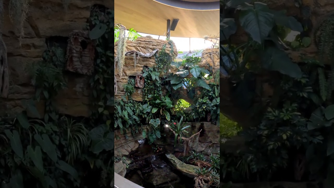Watch Hummingbird Habitat at the San Diego Zoo #sandiegozoo #hummingbird on YouTube Watch Hummingbird Habitat at the San Diego Zoo #sandiegozoo #hummingbird on YouTube