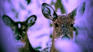 Winter Blessing of Peace #wintersolstice #shiva #silentnight #blessings #peaceonearth #compassion
