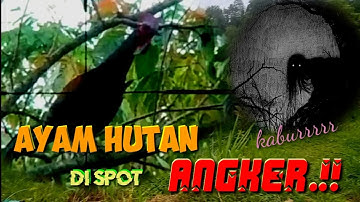 BERBURU DI SPOT ANGKER AYAM HUTAN.!! Bikin MERINDING hihhh kaburrr#moment_aneh