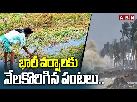 భారీ వర్షాలకు నేలకొరిగిన పంటలు.. దిక్కుతోచని స్థితిలో అన్నదాతలు | Montha Cyclone Effect on Farmers - ABNTELUGUTV