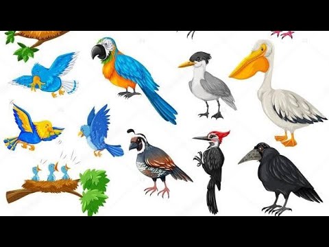 Download cocktail||parrots||grasshoper||whitepeacock||quil||rosster