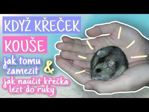 Video: Ako vycvičiť škrečka (s obrázkami)