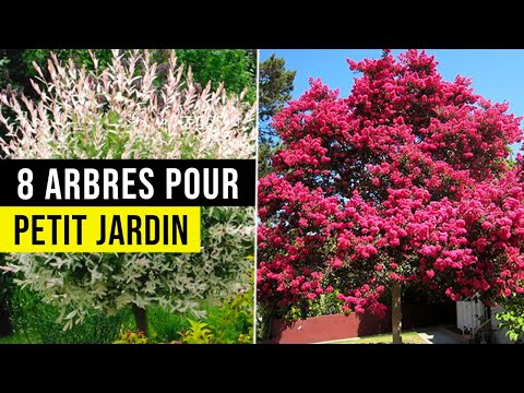 Vidéo: Petits arbres de jardin urbain - Quels arbres pousseront dans un petit espace