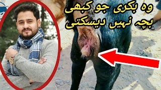 Shemale Goats || Bakri khridny sy pehly ye video zrur dekhain || kanj goat