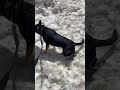 I love snow #dog #puppy #dogshorts #pets #goodboy #doggo #youtubeshorts #youtubedogs #dogsworld