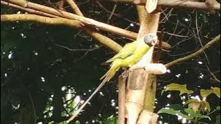 Yos hav zoov 2021 suab noog leeb nkaub quaj zoo heev dib los zoo heev l tsu vaj / 8 / 11 / 1986