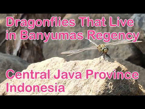 Capung; Sang 'Naga Terbang' yang Mampu Bermigrasi dalam ...