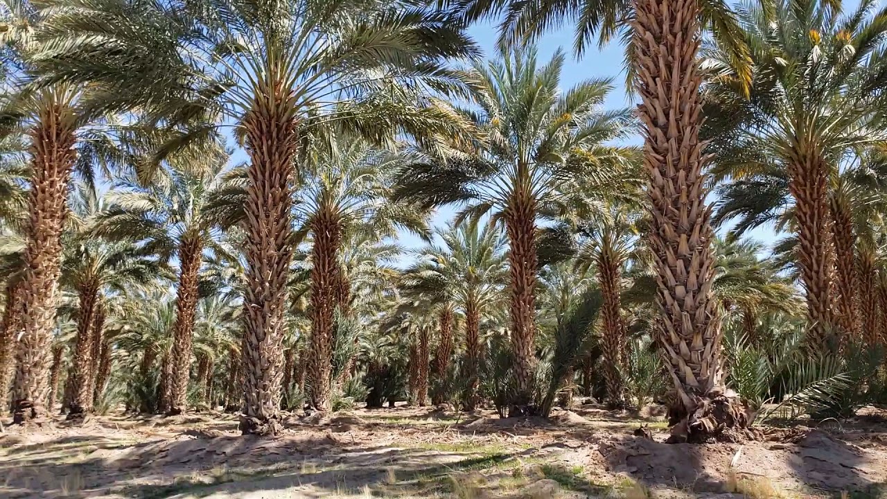 Travel with Terri to Yuma, Arizona's Medjool Date Farm! YouTube