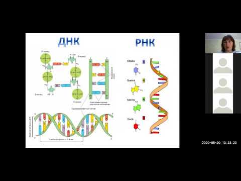 ДНК РНК - строение, функции - для 10 класса ЕГЭ- разбор Баштанник Н.Е.