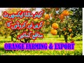 How To Start Orange Business In Pakistan | Orange Farming In Pakistan | Malta Farming|Live Interview