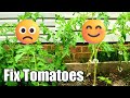 Simple and Cheap Tomato Trellis in a Raised Garden Bed