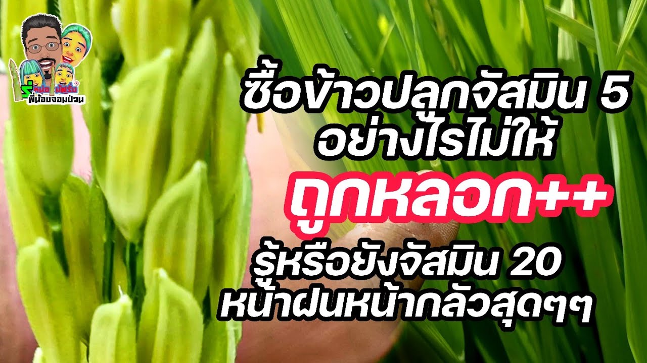 ซื้อข้าวปลูกจัสมิน 5 อย่างไรไม่ถูกหรอก+รู้หรือยังจัสมิน 20 ฤดูฝนน่ากลัวกว่าที่คุณคิด...!