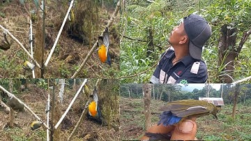 memikat burung di hutan menggunakan mp3