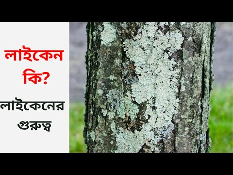 ভিডিও: বিড়ালগুলিতে লাইকেন দেখতে কেমন?