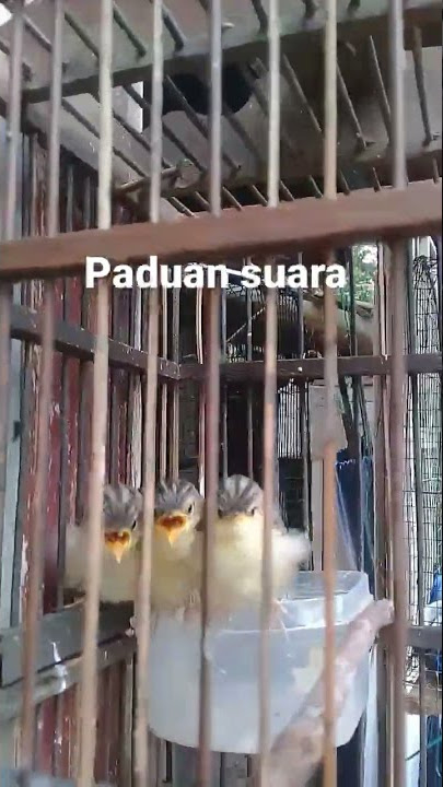 Anakan cici padi minta jatah makan..😁