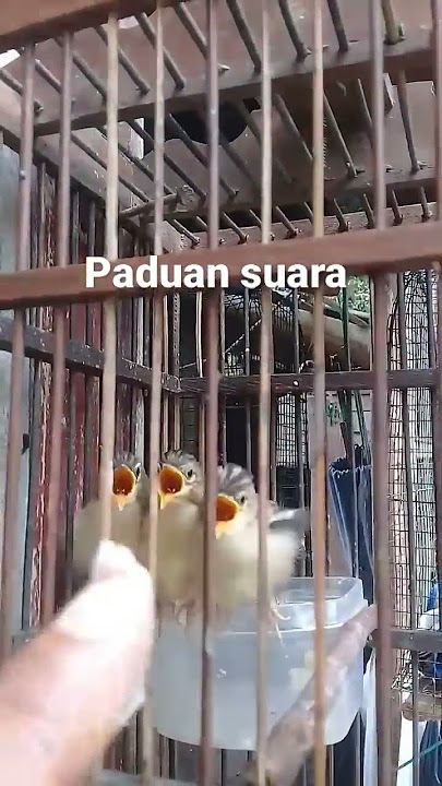 Anakan cici padi minta jatah makan..😁